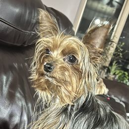 Zoe - Yorkshire Terrier