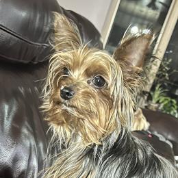 Zoe - Yorkshire Terrier