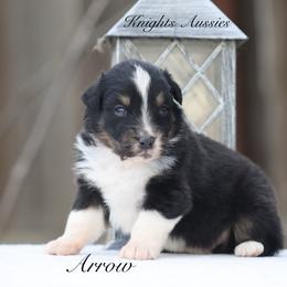 Arrow - Black tri-color male Australian Shepherd puppy in Ceres, California from Knight's Aussies
