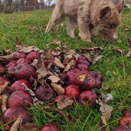 Siberian Husky Puppies from Wyant Farms