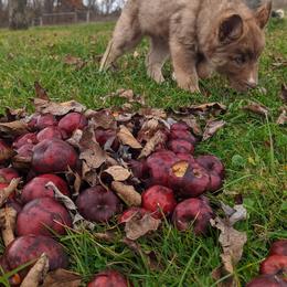 Siberian Husky Puppies from Wyant Farms