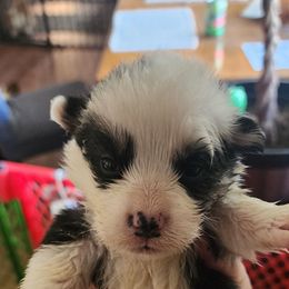 Boy 5 - Black and tan male Pembroke Welsh Corgi puppy in Grand Blanc, Michigan from Dellinger's Corgi's