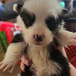 Boy 5 - Black and tan male Pembroke Welsh Corgi puppy in Grand Blanc, Michigan from Dellinger's Corgi's