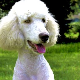 Poodles from East Bunch Poodles