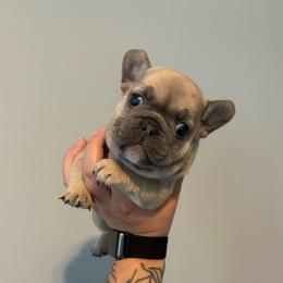 Lilac-Blue Fawn Boy - Blue fawn male French Bulldog puppy in Grafton, Ohio from K&J Frenchies