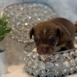 Bates - Chocolate and tan male Chihuahua puppy in Seneca, Missouri from Stephanie’s Puppy Colony