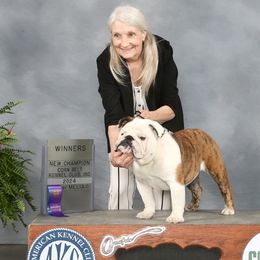 Bob - Bulldog