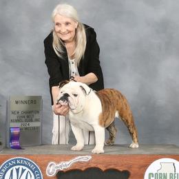 Bob - Bulldog