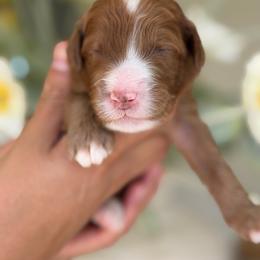 Malibu - Red  female Goldendoodle puppy in Yuciapa, California from AlltheDoodlez_
