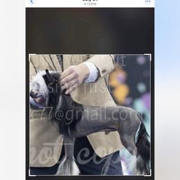 Bishop - Chinese Crested