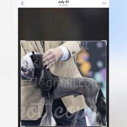 Bishop - Chinese Crested