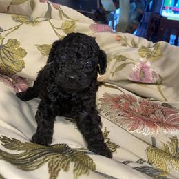 Holly - Black female Poodle puppy in El Sobrante, California from Mckendra's Legacy