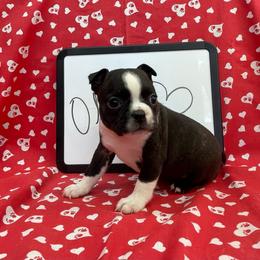 Olive - Brindle and white female Boston Terrier puppy in Fillmore, Illinois from Wind Hill Puppies