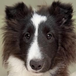 Cosmo - Black and white male Shetland Sheepdog puppy in Miami, Florida from Cielito Lindo Shelties