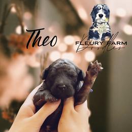 Theo - Wheaten male Whoodle puppy in Knoxville, Tennessee from Fleury Farm Doodles TN