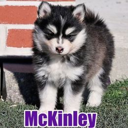 McKinley - Black and white female Pomsky puppy in Hurleyville, New York from My Crazy Pomskys