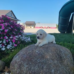Faye - Yellow female Labrador Retriever puppy in Woodburn, Indiana from Marlene's Labrador Retrievers
