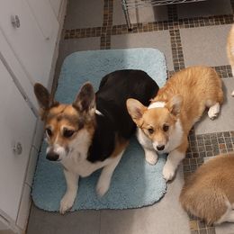 Pembroke Welsh Corgis from Renee Still Day