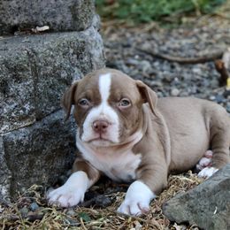 Count Chocula - Brown American Bully puppy in Toledo, Washington from Mountain Pride Bullies