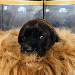 Bear - Black and white male Cocker Spaniel puppy in Santa Ana, California from American Cocker Spaniel
