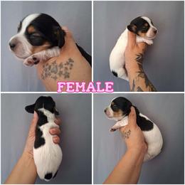 Black and tan piebald longhair - Piebald female Dachshund puppy in Anderson, California from Golden Paws Dachshunds
