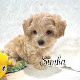 Simba - Cream male Maltipoo puppy in Spring, Texas from GlamPaw Maltipoos