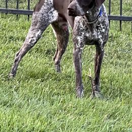 German Shorthaired Pointer All Grown Up from Briar Creek Kennels