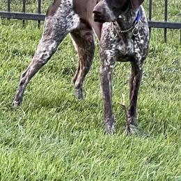 German Shorthaired Pointer All Grown Up from Briar Creek Kennels