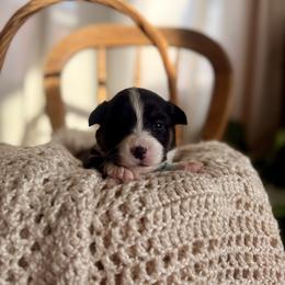 Blue Female - Black and tan female Pembroke Welsh Corgi puppy in La Porte City, Iowa from Cedar River Corgis