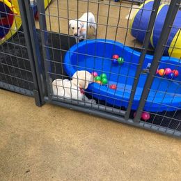 Labrador Retriever Puppies from Harvest Moon Farm