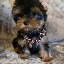 Kiki - Black and gold female Yorkshire Terrier puppy in Luray, Tennessee from Little Angel Yorkies
