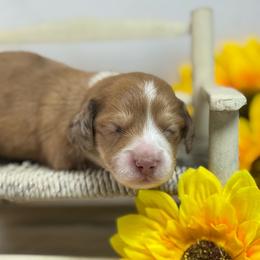 Shaded cream dapple - Dapple male Dachshund puppy in Nashville, Arkansas from Whisenhunt Farms