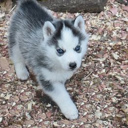 Girl 7 - Black and white female Siberian Husky puppy in Northview, Michigan from Xk siberians