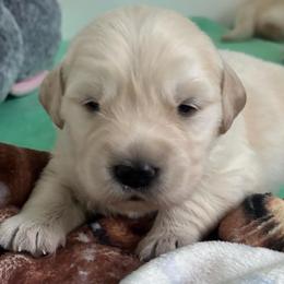 Boy 2 - Light golden male Golden Retriever puppy in Howell Township, New Jersey from Hunnypot Goldens