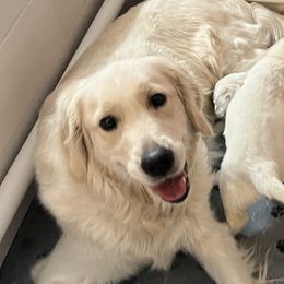 Birdee - Golden Retriever