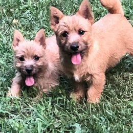 Norwich Terrier Puppies from Janora