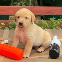 Tan boy - Yellow male Labrador Retriever puppy in Monticello, Georgia from Hollow Meadows Retrievers