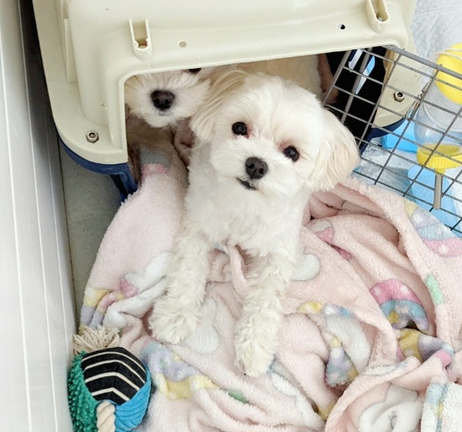 Maltese All Grown Up from MaltesePark
