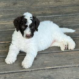 Rolly - Parti male Goldendoodle puppy in Ashford, Alabama from Blue Collar Kennel