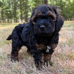 Liberty - Black white and tan female Cockapoo puppy in Egg Harbor City, New Jersey from Grace Given Cockapoos (GGC)