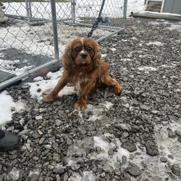Cavapoo puppies from Campbell Cavapoos