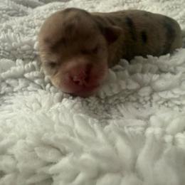 Rose - Merle female Chihuahua puppy in Charlotte, North Carolina from Lawinski’s Chihuahua World
