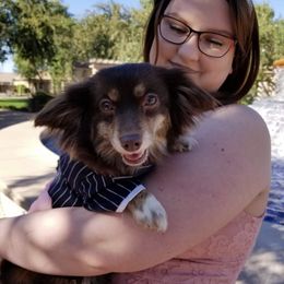 Australian Shepherds from Big D's Aussies