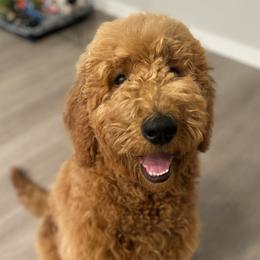 Goldendoodle All Grown Up from Dawnie’s Doodles