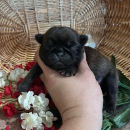 Purple collar - Fawn female Pug puppy in Tucson, Arizona from Furever Friends
