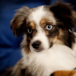 Sparkles - Toy Australian Shepherd