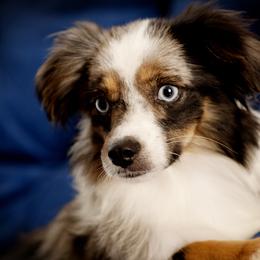 Sparkles - Toy Australian Shepherd