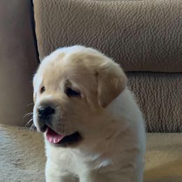 Labrador Retrievers from Asher Acres Labs