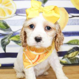 Pearl - Buff and white female Cocker Spaniel puppy in Rattan, Oklahoma from Double M Cocker Spaniels