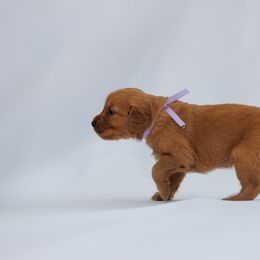 Golden Retriever Puppies from Golden Wiggle Retrievers